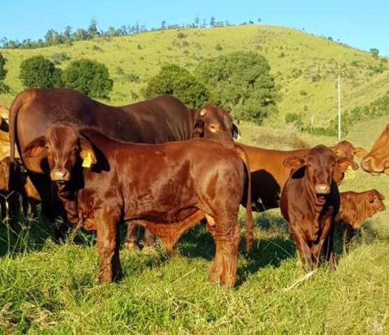 Yaralla Stanford Calves